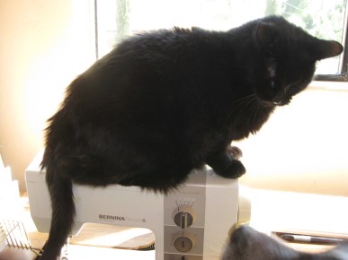 Scratchy on the sewing machine with Bongo's nose at the base