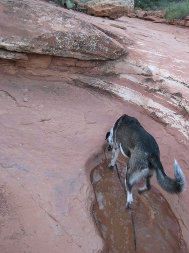 Short Puddle Bongo at the end of the puddle