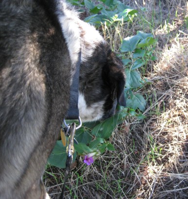 Bongo sniffing a vine with purple flowers