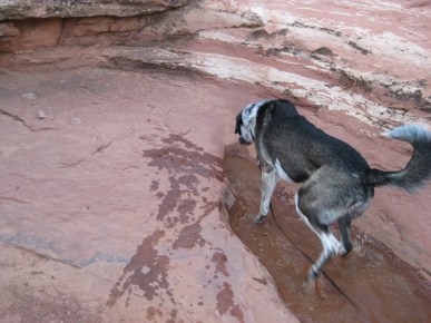 Splashing Puddle Bongo splashing in the puddle