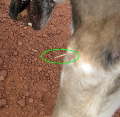 Bongo with a cactus sticker in him