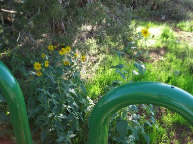 Sunflowers and Bike Rack 2 Sunflowers behind a bike rack