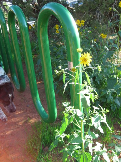Sunflowers Bike Rack and Bongo Bongo, bike rack, and sunflowers
