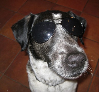 Bongo Wearing Sunglasses