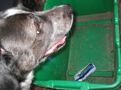 Bongo with a can in the recycle bin