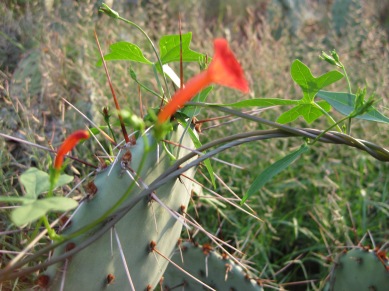 Vine growing over cactus