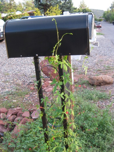 Vine growing up mailbox