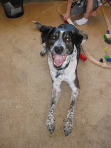 Bongo looking for all the attention