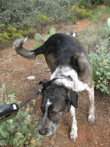 Bongo wetting the Globe Mallow