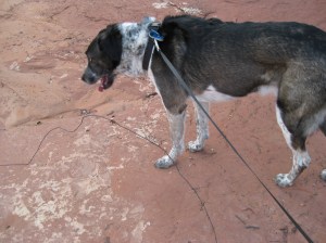 Bongo checking out a long wire on the ground