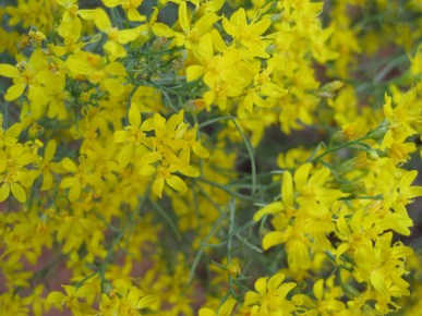Yellow Flowers