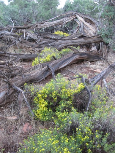 Yellow Flowers and Logs