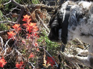 Bongo with Indian Paintbrush