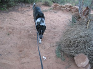 Bongo inside make-shift walls