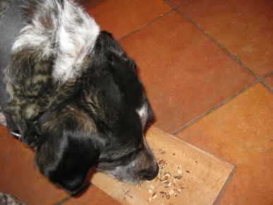 Bongo checking out dried nuts