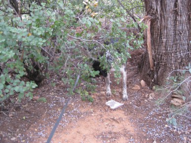 Bongo Sniffing a Bush