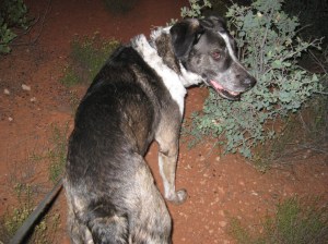 Leading the Way Bongo Leading the Way