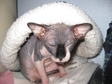Mouse the Hairless Cat