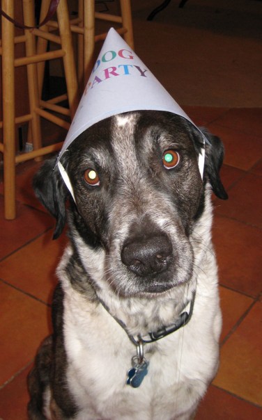 Bongo in his Party Hat