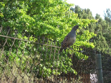 Quail on a fence