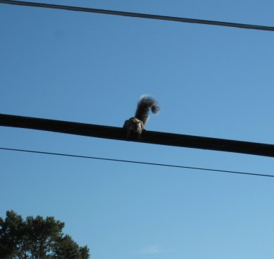 Squirrel looking down from the wire