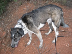 Bongo Tangled in his Leash