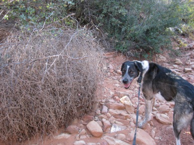 Bongo near a tumbleweed