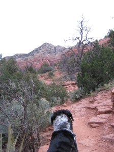 Bongo looking at gray skies while on the trail