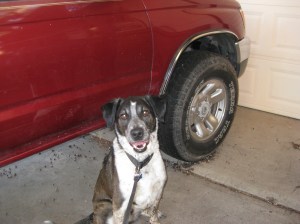 Bongo next to the 4Runner