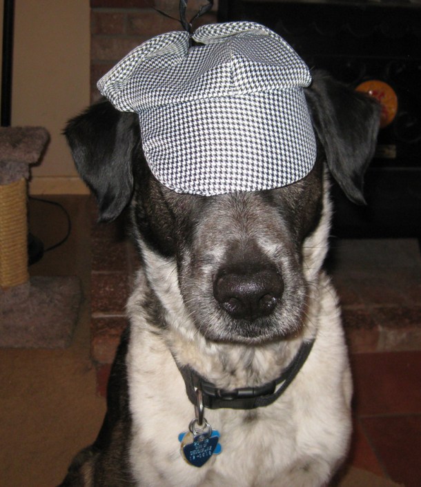 Bongo with Detective Dog hat covering his eyes