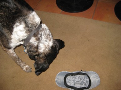 Bongo with Detective Dog hat on the floor