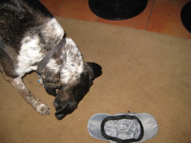 Bongo with Detective Dog hat on the floor