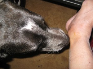 Bongo Kissing his Person's Ankle