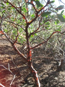 Manzanita with light shining through loose bark