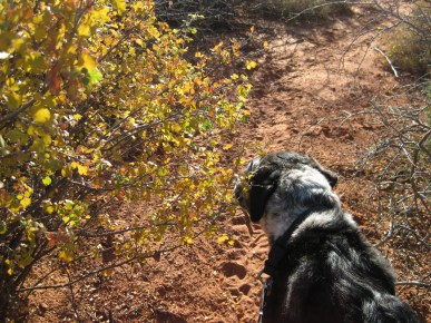 Bongo sniffing a bush with yellow leaves