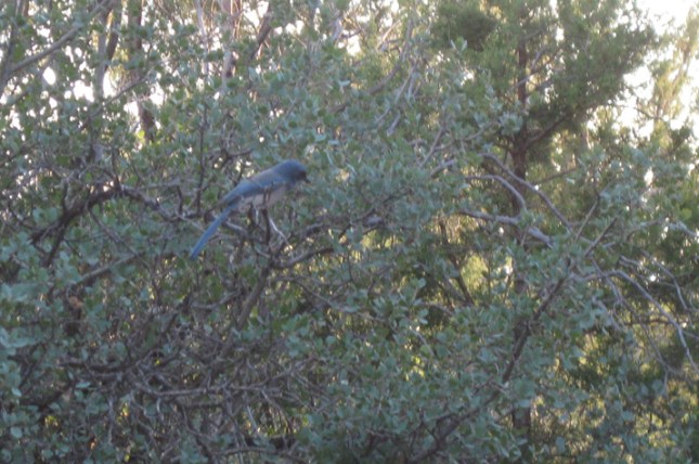 Scrub Jay