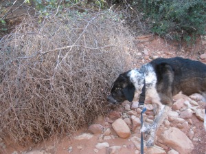 Bongo Sniffing a Tumbleweed