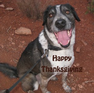 Bongo saying Happy Thanksgiving