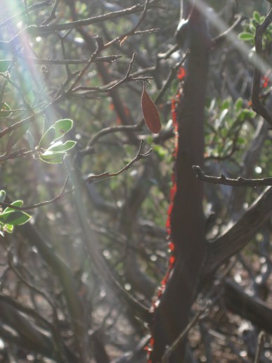 Manzanita with light shining through the loose trunk bark