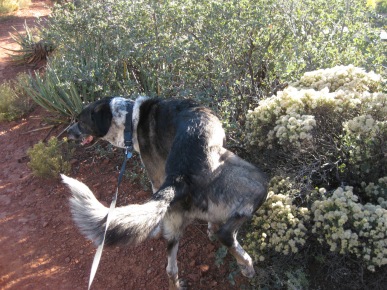 Bongo watering a fuzzball bush