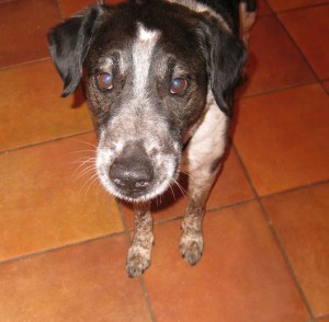 Bongo looking for turkey