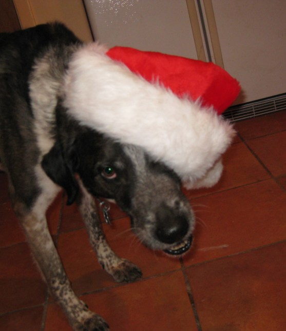 Bongo Looking Angry in a Santa Hat