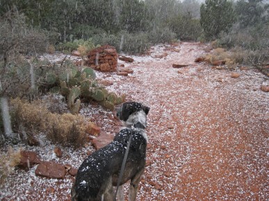 Bongo looking for another route