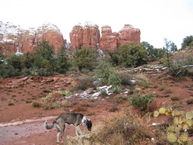 Bongo at the weeds on the trail