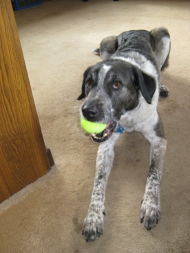 Bongo with a tennis ball in his mouth