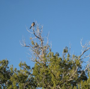 Bird on top of a tree