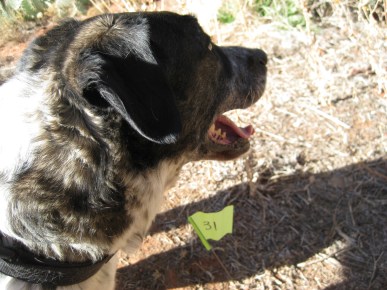 Bongo and a flag that has a 31 on it