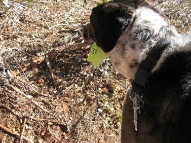 Bongo next to a flag with the number 32 on it