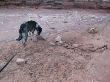 Bongo at the place where a puddle used to be