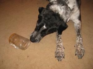 Bongo and a Peanut Butter Jar